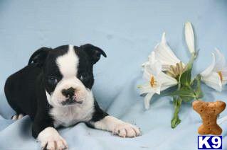 Boston Terrier Puppies for Sale